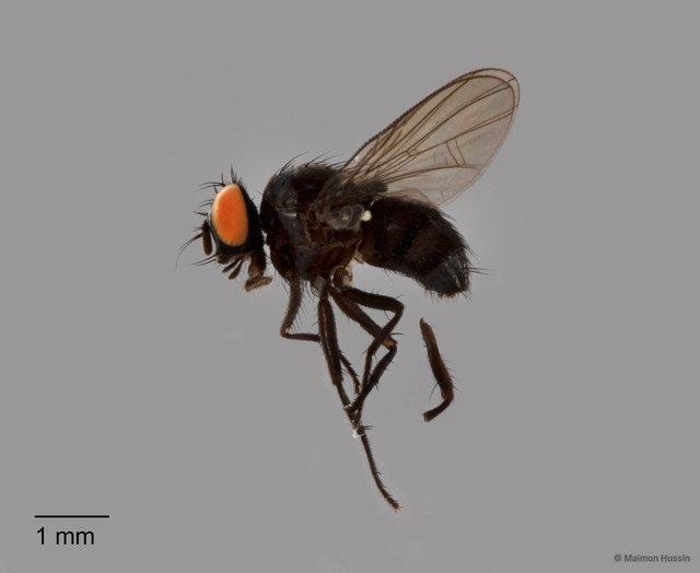 Muscidae sp. "ZRCBDP0125869"•&copy; Maimon Hussin•All Rights Reserved