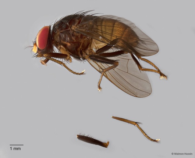 Muscidae sp. "ZRCBDP0126775"•&copy; Maimon Hussin•All Rights Reserved