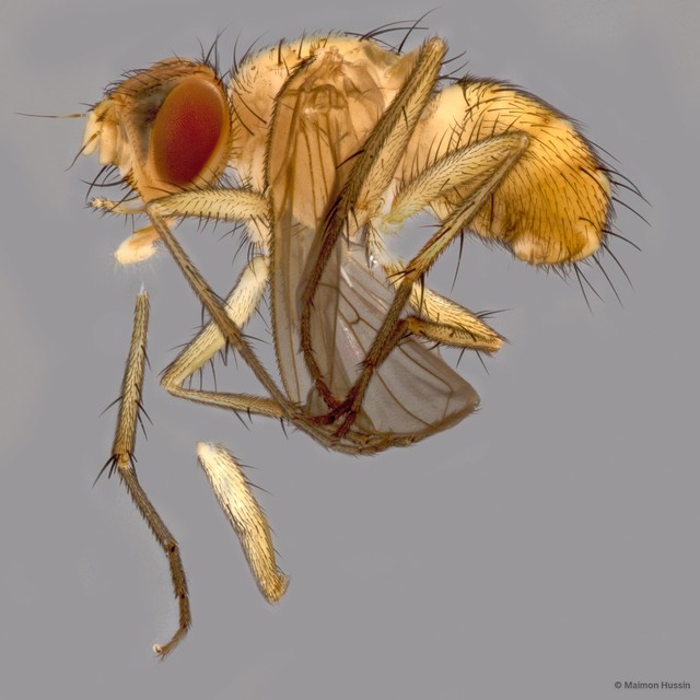 Muscidae sp. "ZRCBDP0127129"•&copy; Maimon Hussin•All Rights Reserved