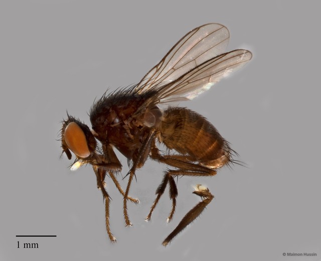 Muscidae sp. "ZRCBDP0127481"•&copy; Maimon Hussin•All Rights Reserved
