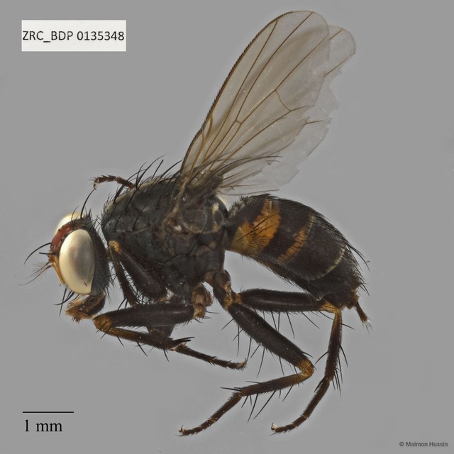 Muscidae sp. "ZRCBDP0135348"•&copy; Maimon Hussin•All Rights Reserved