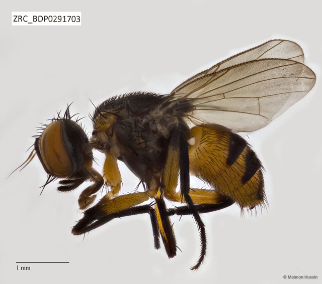 Muscidae sp. "ZRCBDP0291703"•&copy; Maimon Hussin•All Rights Reserved