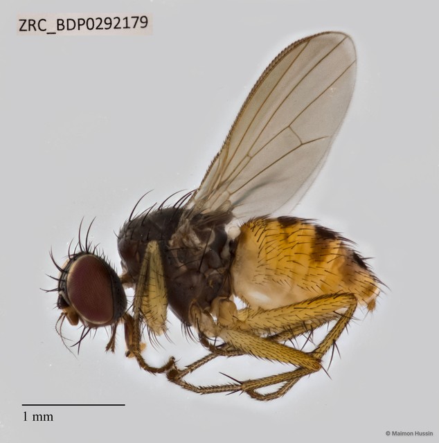 Muscidae sp. "ZRCBDP0292876"•&copy; Maimon Hussin•All Rights Reserved