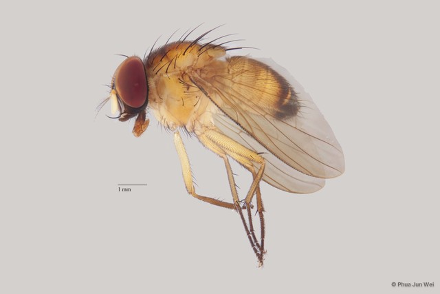 Dichaetomyia sp. "ZRCBDP00025360"•&copy; Phua Jun Wei•All Rights Reserved