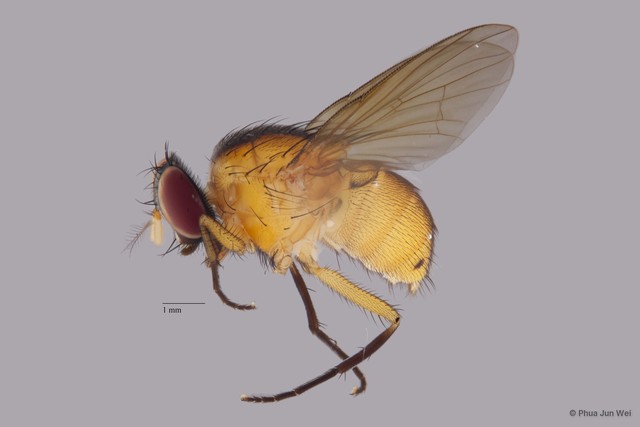 Dichaetomyia sp. "ZRCBDP00056160"•&copy; Phua Jun Wei•All Rights Reserved