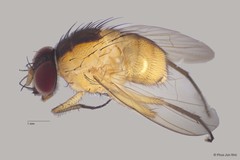 Dichaetomyia sp. "ZRCBDP00056160"•&copy; Phua Jun Wei•All Rights Reserved