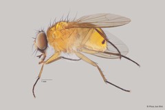 Dichaetomyia sp. "ZRCBDP00056160"•&copy; Phua Jun Wei•All Rights Reserved