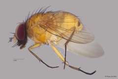 Dichaetomyia sp. "ZRCBDP00056160"•&copy; Phua Jun Wei•All Rights Reserved