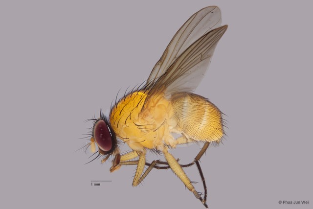 Dichaetomyia sp. "ZRCBDP00056572"•&copy; Phua Jun Wei•All Rights Reserved