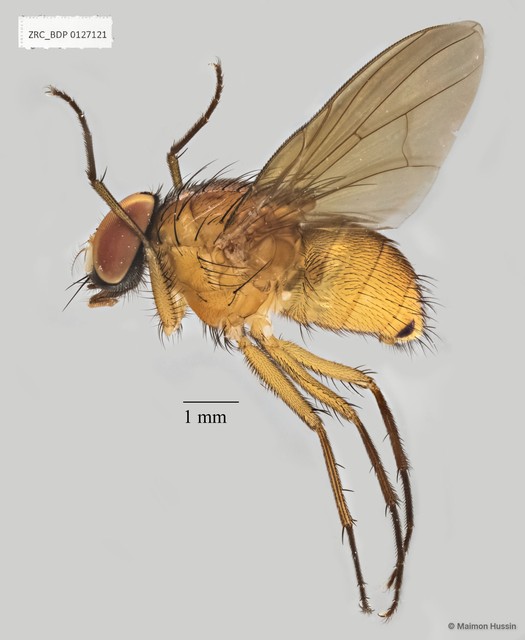 Dichaetomyia sp. "ZRCBDP0017852"•&copy; Maimon Hussin•All Rights Reserved