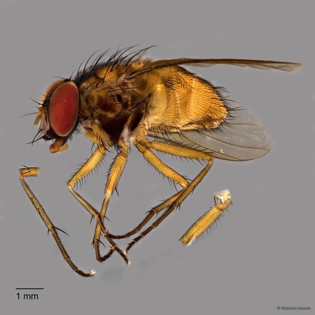 Dichaetomyia sp. "ZRCBDP0020052"•&copy; Maimon Hussin•All Rights Reserved