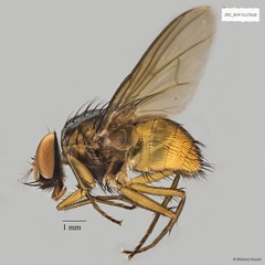 Dichaetomyia sp. "ZRCBDP0020052"•&copy; Maimon Hussin•All Rights Reserved