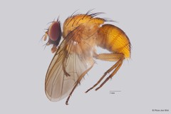 Dichaetomyia sp. "ZRCBDP0021449"•&copy; Phua Jun Wei•All Rights Reserved