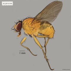 Dichaetomyia sp. "ZRCBDP0021449"•&copy; Maimon Hussin•All Rights Reserved