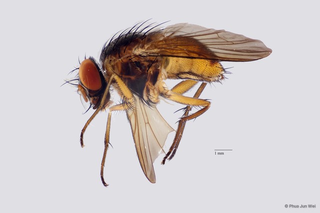 Dichaetomyia sp. "ZRCBDP0025140"•&copy; Phua Jun Wei•All Rights Reserved