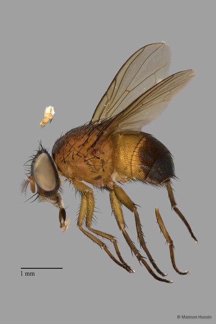 Dichaetomyia sp. "ZRCBDP0056606"•&copy; Maimon Hussin•All Rights Reserved