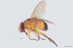 Dichaetomyia sp. "ZRCBDP0056606"•&copy; Phua Jun Wei•All Rights Reserved