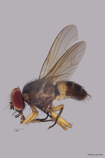 Dichaetomyia sp. "ZRCBDP0056758"•&copy; Phua Jun Wei•All Rights Reserved