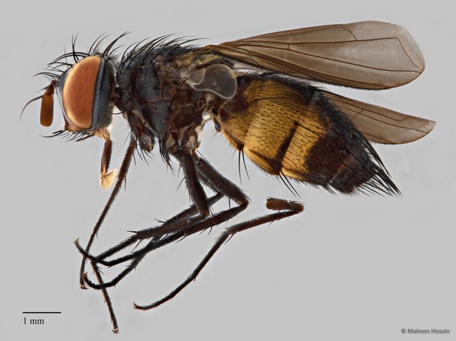 Dichaetomyia sp. "ZRCBDP0127667"•&copy; Maimon Hussin•All Rights Reserved