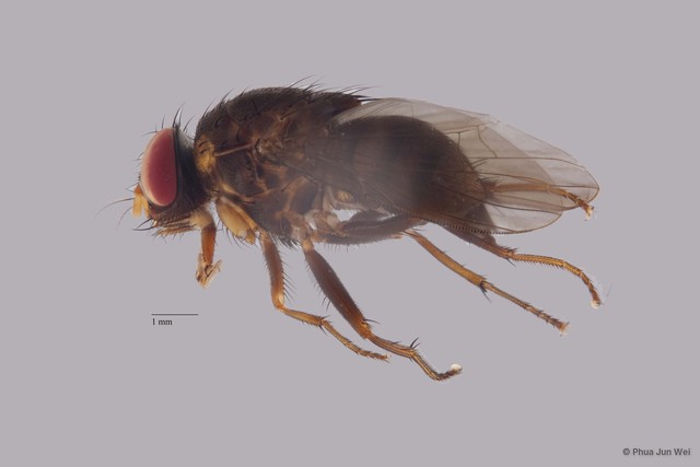 Dichaetomyia bibax•&copy; Phua Jun Wei•All Rights Reserved