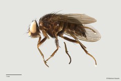 Dichaetomyia bibax•&copy; Maimon Hussin•All Rights Reserved
