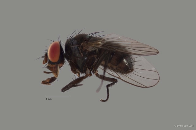 Limnophora sp. "ZRCBDP00019957"•&copy; Phua Jun Wei•All Rights Reserved