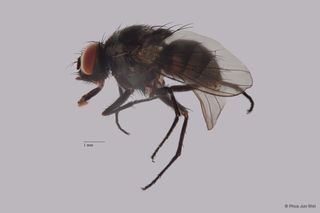 Limnophora sp. "ZRCBDP0021448"•&copy; Phua Jun Wei•All Rights Reserved