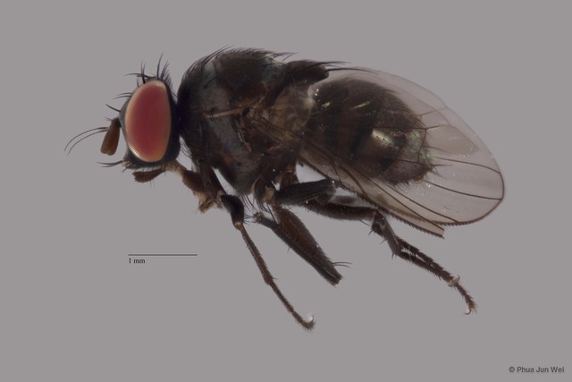 Limnophora sp. "ZRCBDP0025407"•&copy; Phua Jun Wei•All Rights Reserved