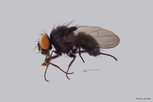 Limnophora sp. "ZRCBDP0025563"•&copy; Phua Jun Wei•All Rights Reserved