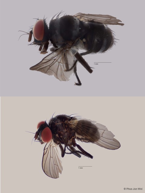 Limnophora sp. "ZRCBDP0025761"•&copy; Phua Jun Wei•All Rights Reserved