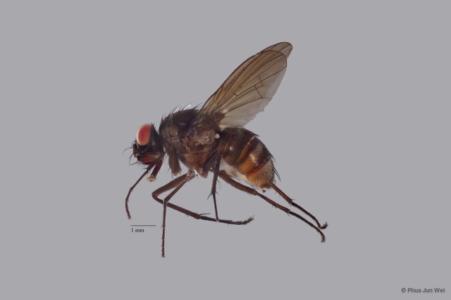 Limnophora sp. "ZRCBDP0025766"•&copy; Phua Jun Wei•All Rights Reserved