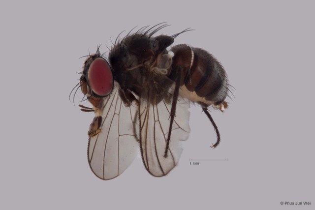 Limnophora sp. "ZRCBDP0025797"•&copy; Phua Jun Wei•All Rights Reserved