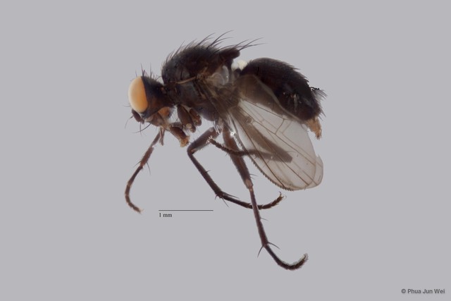Limnophora sp. "ZRCBDP0025847"•&copy; Phua Jun Wei•All Rights Reserved