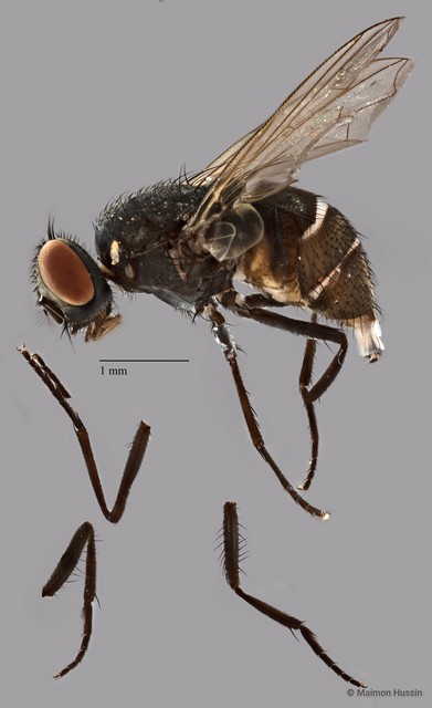 Musca sp. "ZRCBDP0077943"•&copy; Maimon Hussin•All Rights Reserved