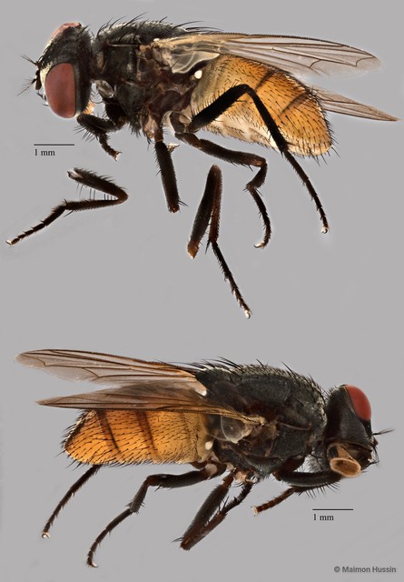 Musca domestica•&copy; Maimon Hussin•All Rights Reserved