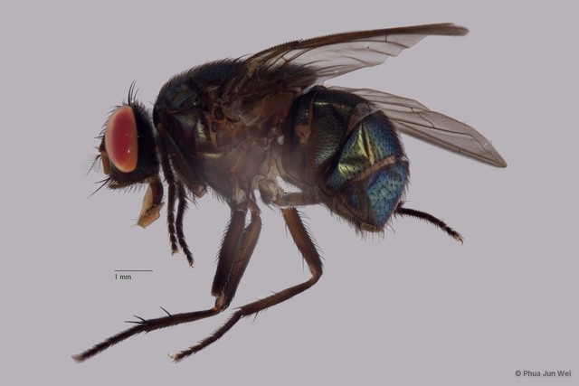 Neomyia sp. "cf. lauta"•&copy; Phua Jun Wei•All Rights Reserved