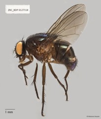 Neomyia sp. "cf. lauta"•&copy; Maimon Hussin•All Rights Reserved