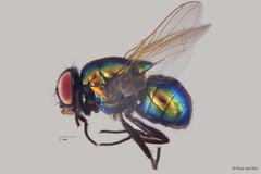 Neomyia sp. "ZRCBDP00056682"•&copy; Phua Jun Wei•All Rights Reserved
