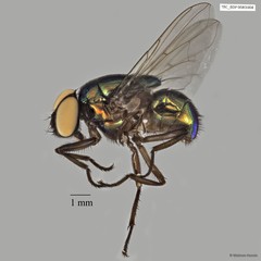 Neomyia sp. "ZRCBDP00056682"•&copy; Maimon Hussin•All Rights Reserved