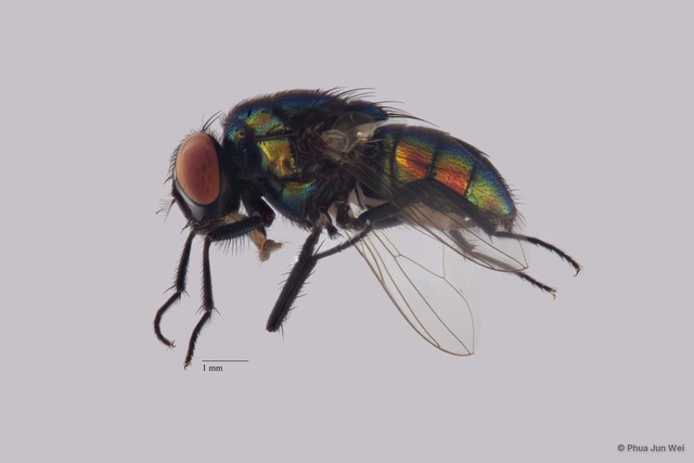Neomyia sp. "ZRCBDP00063513"•&copy; Phua Jun Wei•All Rights Reserved