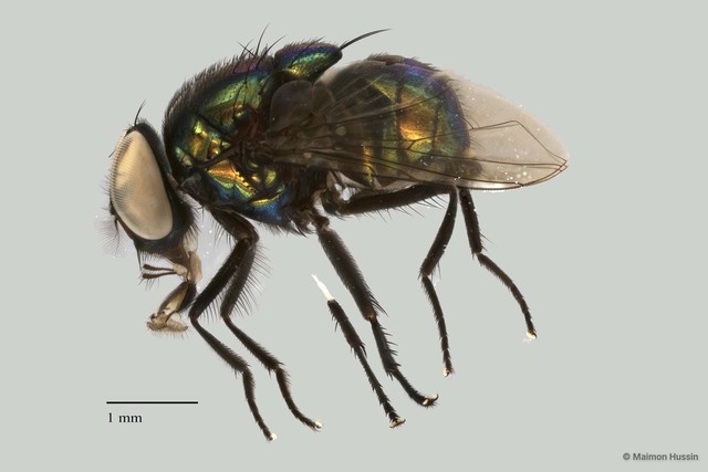 Neomyia sp. "ZRCBDP0021386"•&copy; Maimon Hussin•All Rights Reserved
