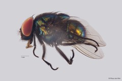 Neomyia sp. "ZRCBDP0021386"•&copy; Phua Jun Wei•All Rights Reserved