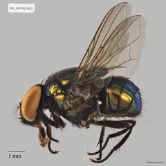 Neomyia sp. "ZRCBDP0021386"•&copy; Maimon Hussin•All Rights Reserved