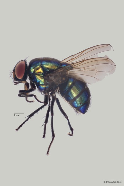 Neomyia sp. "ZRCBDP0056598"•&copy; Phua Jun Wei•All Rights Reserved