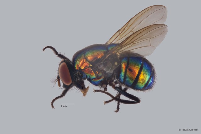 Neomyia sp. "ZRCBDP0056765"•&copy; Phua Jun Wei•All Rights Reserved