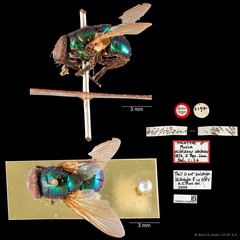 Neomyia diffidens•&copy; Wan FA Jusoh•CC BY 4.0