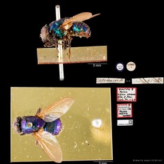 Neomyia diffidens•&copy; Wan FA Jusoh•CC BY 4.0