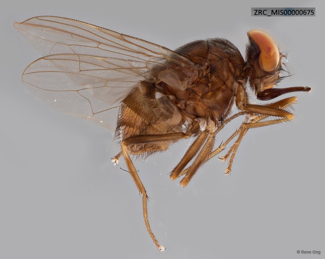 Stomoxys sp. "ZRC_MIS00000675"•&copy; Rene Ong•All Rights Reserved