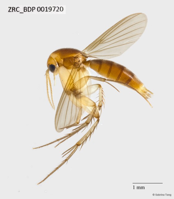 Mycetophilidae sp. "ZRCBDP0019720"•&copy; Sabrina Tang•All Rights Reserved