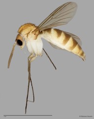 Mycetophilinae sp. "ZRCBDP0047860"